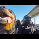 Happiness Is A Man And His Dog And An Ariel Atom